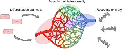 Frontiers | Single Cell Analysis in Vascular Biology | Cardiovascular